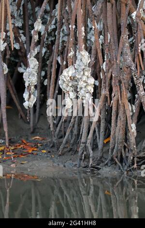 Gambia; Regione Occidentale; a Bintang Bolong; gli ostriche crescono sulle radici aeree delle mangrovie Foto Stock