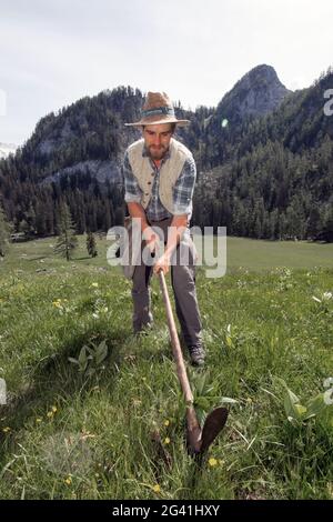 Enzianstechen al Priesberghütte, Berchtesgadener Land, alta Baviera, Baviera, Germania Foto Stock