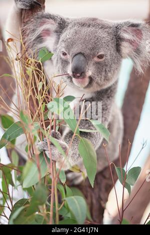 Koala (Phascolarctos Cinereous) mangiare le foglie, Lone Pine Koala Sanctuary, Brisbane, Queensland, Australia Foto Stock