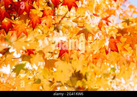 Primo piano di molte foglie di acero rosso, arancione e giallo sull'albero. Vernici autunnali fiery. Foto Stock