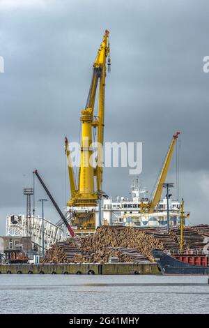 Gru gialla con driftwood nel porto di Wismar, Germania Foto Stock