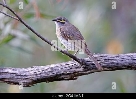 Honeyeater giallo-faced (Caligavis chrystops chrystops) appollaiato sul ramo di Girraween NP, Queensland, Australia Dicembre Foto Stock