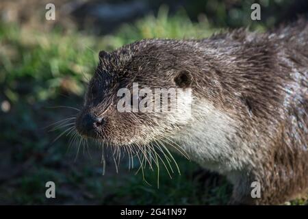 Lontra presso il British Centro faunistico Foto Stock