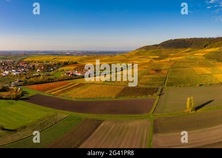 Vigneti nei pressi di Iphofen, Kitzingen, bassa Franconia, Franconia, Baviera, Germania, Europa Foto Stock