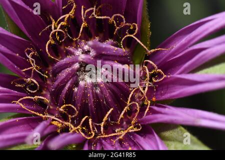 Salsify 'Tragopogon porrifolius' primo piano di testa di fiore viola/ rosa, fiori viola scuro con stigma giallo dorato.Pollen sparso da api, astrac Foto Stock