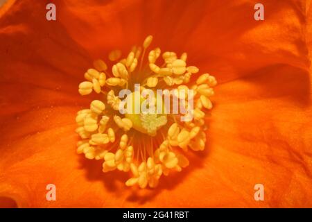 Primo piano arancione luminoso di Poppy che mostra il pistil circondato dallo stamen.in un giardino del Somerset Foto Stock