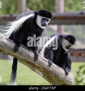 Black and White Colobus (Colubus) Foto Stock