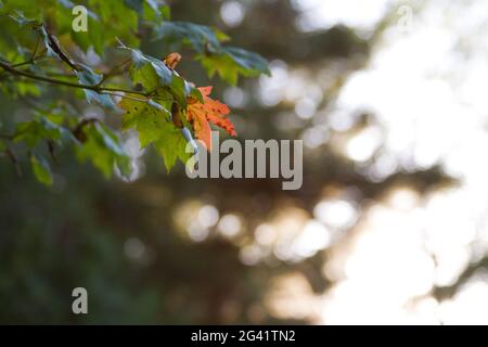foglia di acero vitigno che cambia colore nella stagione autunnale Foto Stock