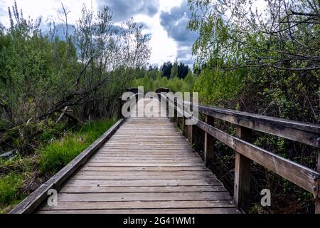 Vista panoramica di un ponte di legno in una palude paludosa in una giornata sovrastata nel pacifico nord-ovest Foto Stock