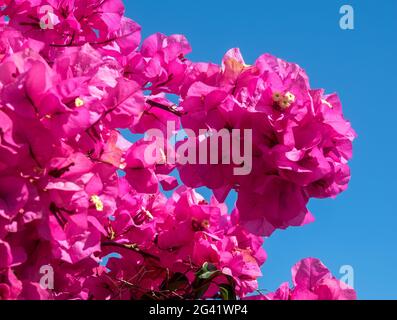 Bougainvillea rosa vibrante fiorire profusamente a Marbella Foto Stock