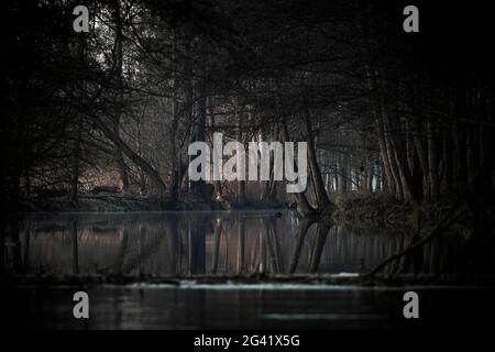 Paesaggio del fiume di verricello all'ora blu nella foresta di faggi e ontani, Germania, Brandeburgo, Spreewald Foto Stock