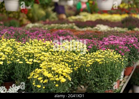 Produzione di fiori e coltivazione primo piano. Crisantemi in serra. Vivaio di piantagione Foto Stock