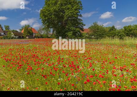 Villaggio Franconiano dietro colorati prati primaverili e possenti querce sessili Foto Stock