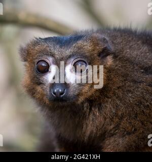 Lemure nero (il Eulemur macaco) Foto Stock