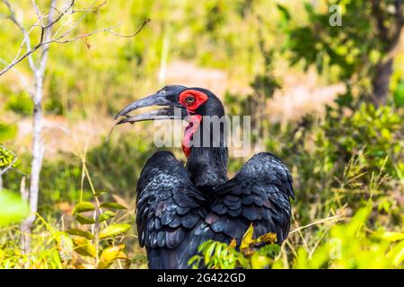 L'uccello Southern Ground Hornbill Foto Stock