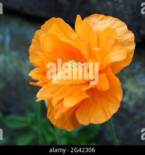 Orange gallese fiore di papavero (Meconopsis cambrica) Foto Stock