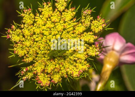 Le cavallette sono un gruppo di insetti appartenenti al sottoordine Caelifera. Foto Stock