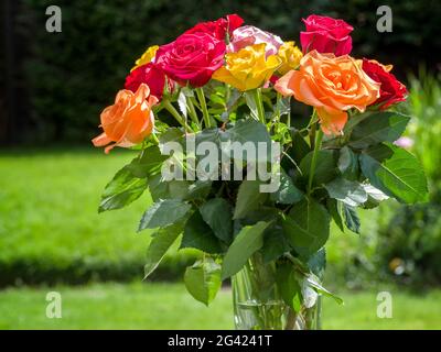 Un vaso di rose colorate in giardino Foto Stock