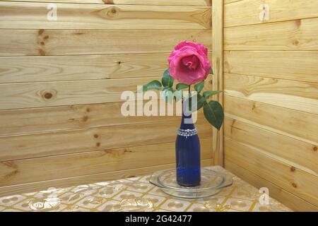 Una rosa nella bottiglia blu sul tavolo da cucina nell'angolo interno sullo sfondo della parete di rivestimento in legno. Foto Stock