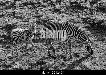 Zebra e vitello in un prato Foto Stock