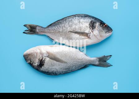 Vista sopra con due pesci dorado minimalista su sfondo blu. Pesce crudo isolato su tavola colorata Foto Stock