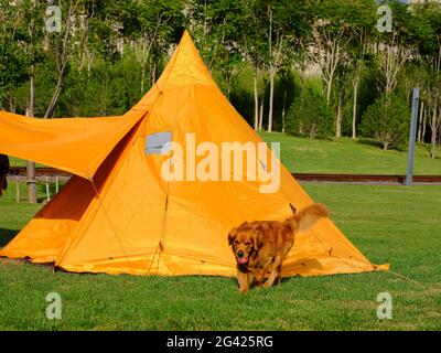 Tende da campeggio e cani nel parco foto di alta qualità Foto Stock