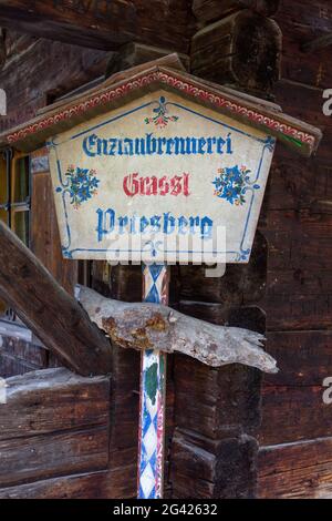 Enzianstechen al Priesberghütte, Berchtesgadener Land, alta Baviera, Baviera, Germania Foto Stock