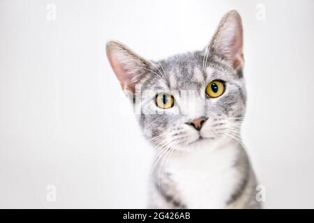 Un gatto tabby shorthair grigio e bianco con occhi gialli luminosi che guardano la telecamera con un'inclinazione della testa Foto Stock