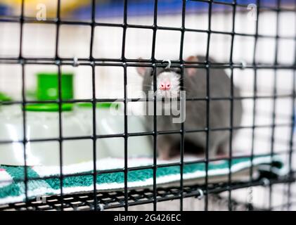 Un animale domestico Fancy Rat attaccando il suo naso attraverso le barre di una gabbia Foto Stock