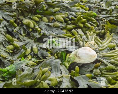 Fucus vesiculosus Blasentang Foto Stock