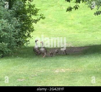 I genitori del greylag che conducono i loro bambini al laghetto Foto Stock