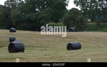 Make Hay mentre il Sunshine's, primo taglio dell'anno. Foto Stock