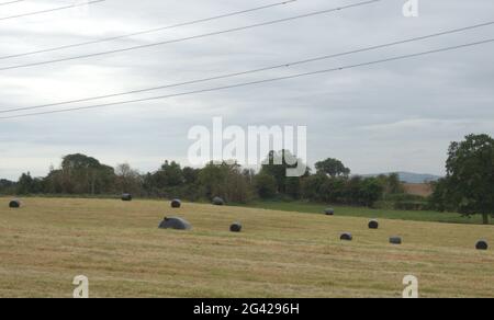 Make Hay mentre il Sunshine's, primo taglio dell'anno. Foto Stock