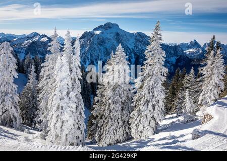 La foresta invernale coperta di neve a Tegelberg, sulle montagne Ammer, Schwangau, Allgäu, Baviera, Germania Foto Stock