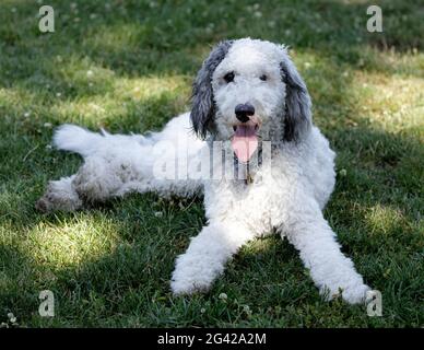 11-mese-vecchio Bernedoodle femmina del puppy, razza trasversale del cane e del Poodle di montagna Bernese. Parco per cani fuori dal guinzaglio nel nord della California. Foto Stock