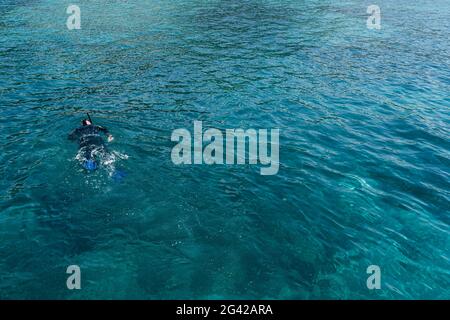 Un subacqueo in un costume da immersione, pinne e una maschera con uno snorkeling nuotano sulla superficie dell'acqua. Foto Stock