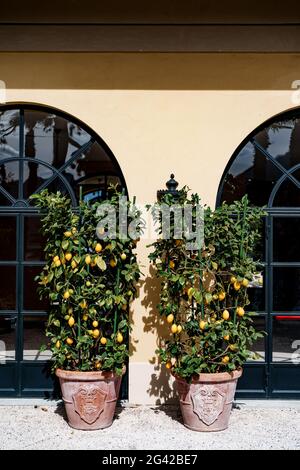 Due vasi di argilla con alberi di limone con frutta su rami, nel giardino vicino alla villa. Foto Stock