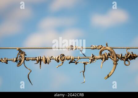 Taglio viti crook sul filo guida nel vigneto Foto Stock