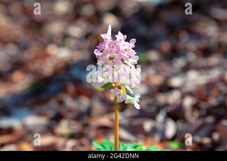 Corydalis Marschalliana fiore che cresce nella foresta . Piante selvatiche in fiore in primavera Foto Stock