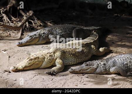 Gambia; Regione capitale Banjul; piscina di coccodrilli Kachikally a Bakau; tre coccodrilli femminili al sole Foto Stock