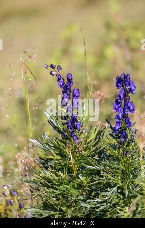 Aconzio o Wolfsbane o Monks Hood (Aconitum napellus) Crescere selvaggi nelle Dolomiti Foto Stock