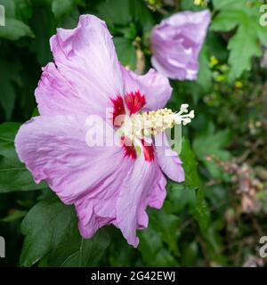 Ibisco rosa fioritura in East Grinstead Foto Stock