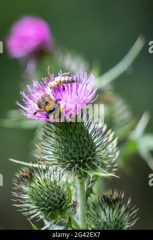 Buff-tailed bumblebee (Bombus terrestris) la raccolta del polline di un Thistle Foto Stock