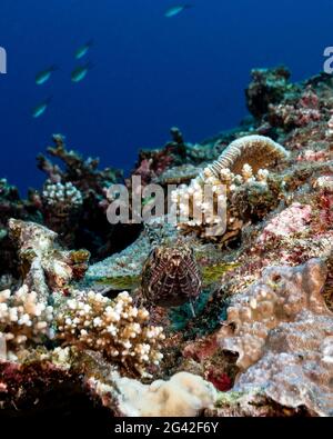 Pesce lizardato variegato, Synodus variegatus, nelle Maldive Foto Stock