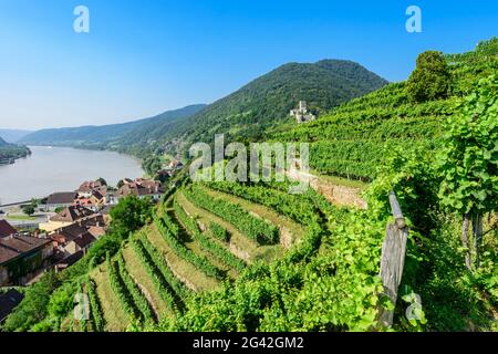 Vigneti sul Tausendimerberg vicino a Spitz an der Donau con vista sulla valle del Danubio, Wachau, bassa Austria, Austria Foto Stock