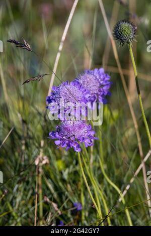 Fiori di Aster Alpinus che crescono selvaggi nelle Dolomiti Foto Stock