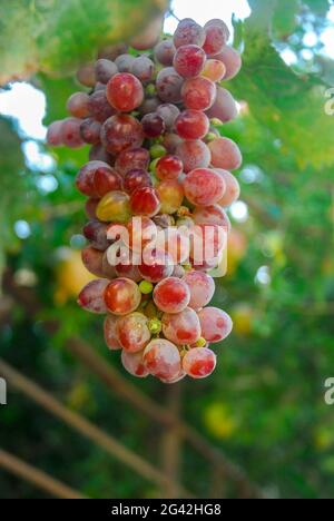 Vigneti al tramonto al momento del raccolto. Uve mature in autunno. Foto Stock