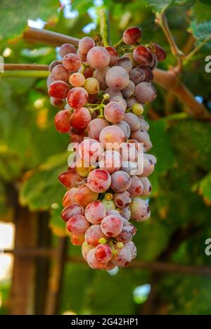 Vigneti al tramonto al momento del raccolto. Uve mature in autunno. Foto Stock