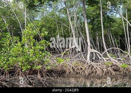 Foresta di mangrovie nel Parco Nazionale los Haitises Repubblica Dominicana. Fiume attraverso la foresta di mangrovie con molti alberi di mangrovie. Foto Stock