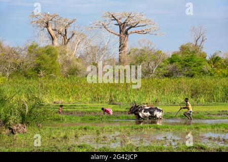 Coltivatore aratura campo di riso vicino Morondava, baobabs, Adansonia grandidieri, Madagascar, Africa Foto Stock